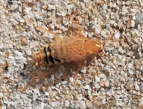 Planuncus vinzi