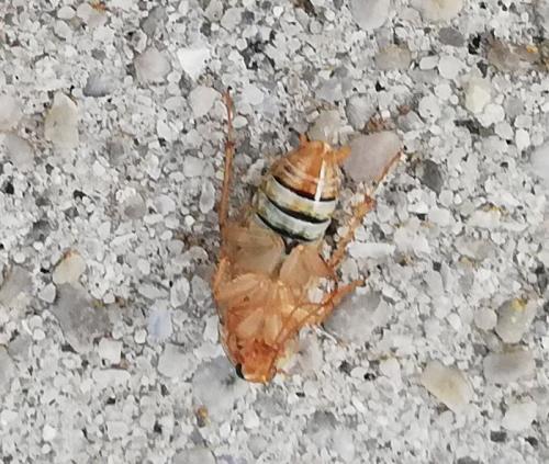 Planuncus vinzi