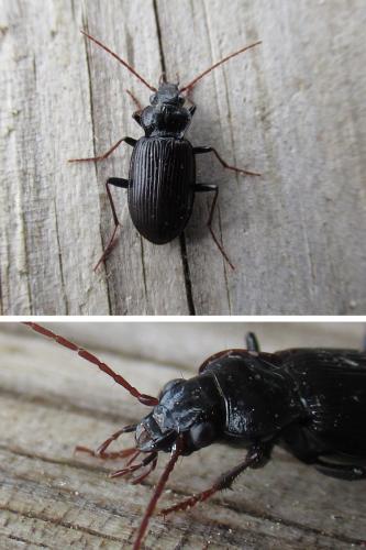 Réf. 293 424 : Nebria salina