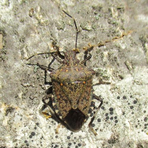 Réf. 293 604 : Halyomorpha halys