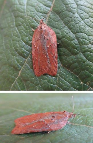 Acleris schalleriana