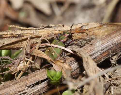 Cicindela campestris