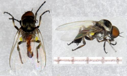 Réf. 293 385 : Simulium sp.
