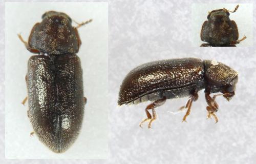 Réf. 293 809 : Cis rugulosus