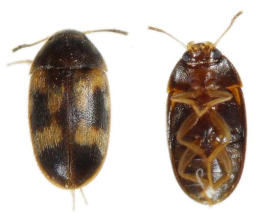 Litargus balteatus