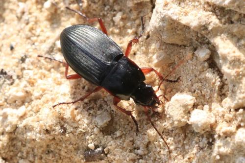 Réf. 293 714 : Calathus fuscipes