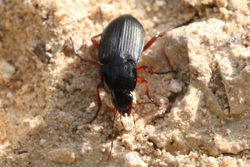 Calathus fuscipes