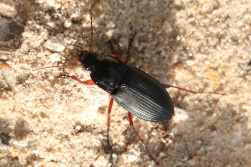 Calathus fuscipes