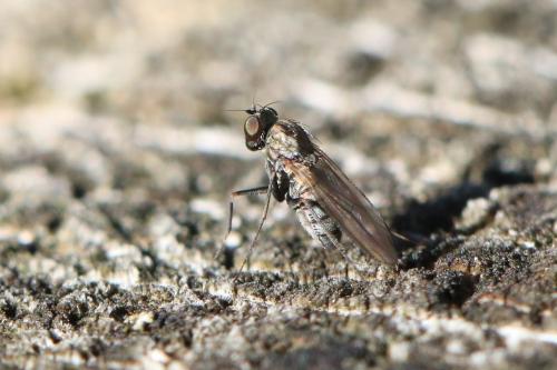 Réf. 293 839 : Medetera sp.