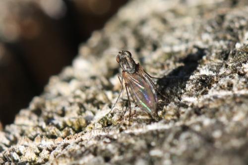 Réf. 293 840 : Medetera sp.