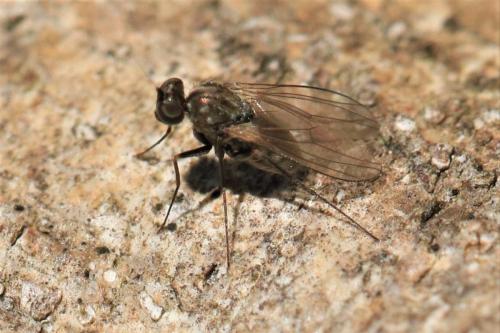 Medetera sp.