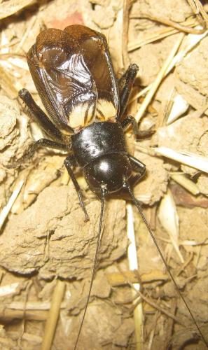 Gryllus bimaculatus