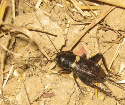 Gryllus bimaculatus