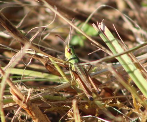 Réf. 293 766 : Pseudochorthippus parallelus parallelus