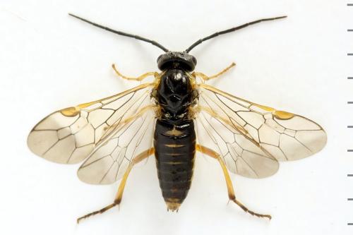 Euura vaga