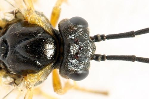 Euura vaga