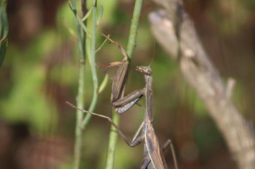 Mantis religiosa