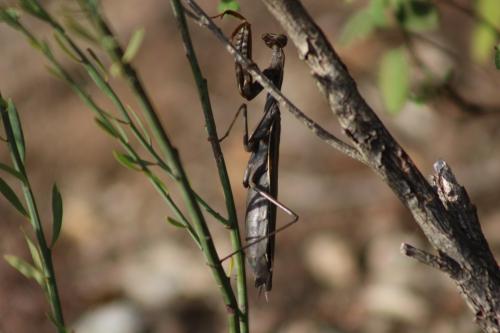 Mantis religiosa