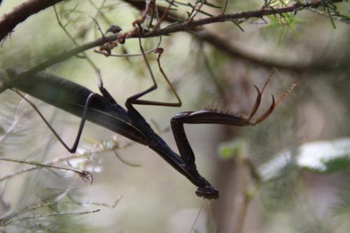Mantis religiosa