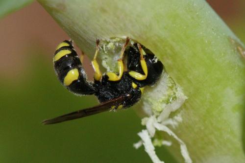 Ectemnius hypsae