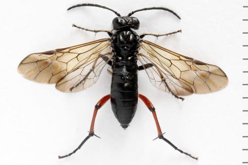 Réf. 293 004 : Macrophya sanguinolenta