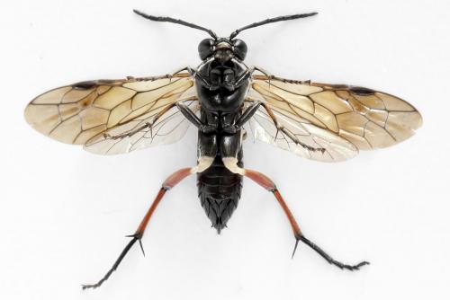 Macrophya sanguinolenta