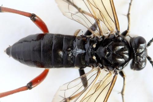 Réf. 293 006 : Macrophya sanguinolenta