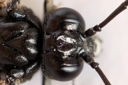 Réf. 293 008 : Macrophya sanguinolenta
