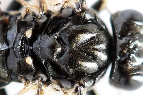 Macrophya sanguinolenta