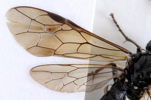 Macrophya sanguinolenta
