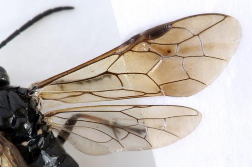 Réf. 293 010 : Macrophya sanguinolenta