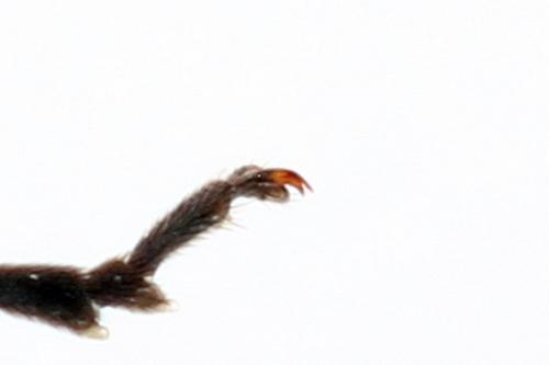 Macrophya sanguinolenta