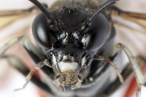 Réf. 293 012 : Macrophya sanguinolenta