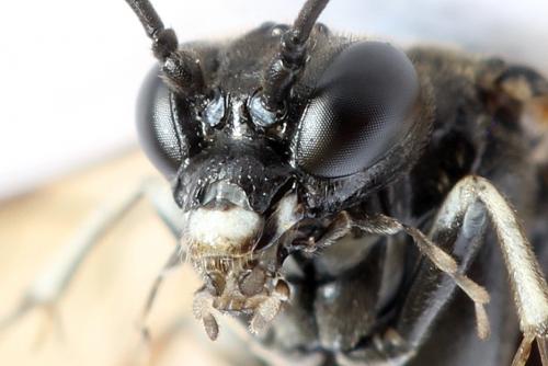Réf. 293 013 : Macrophya sanguinolenta