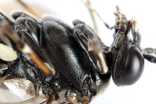 Réf. 293 015 : Macrophya sanguinolenta
