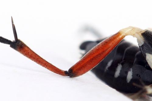 Macrophya sanguinolenta