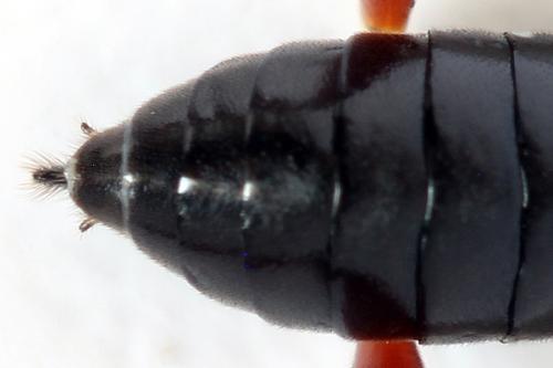 Macrophya sanguinolenta