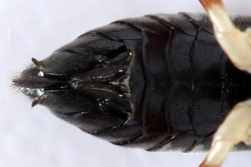Réf. 293 018 : Macrophya sanguinolenta