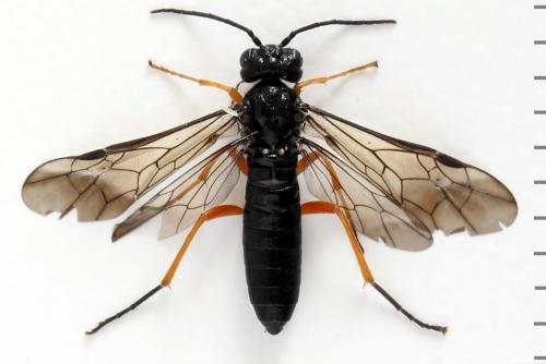 Réf. 293 021 : Ametastegia glabrata