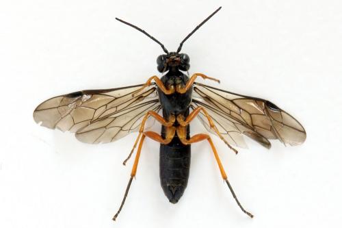 Ametastegia glabrata