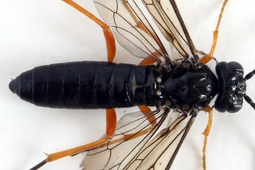 Ametastegia glabrata
