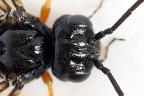 Ametastegia glabrata