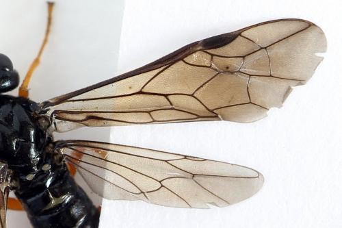 Réf. 293 026 : Ametastegia glabrata