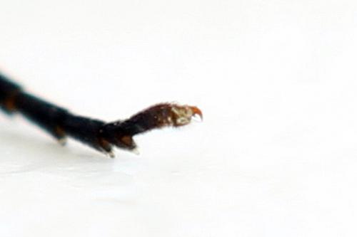 Ametastegia glabrata