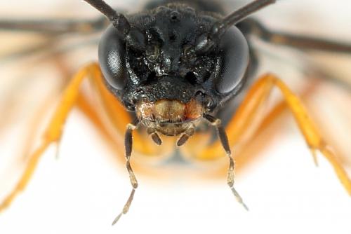 Ametastegia glabrata