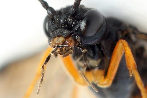 Ametastegia glabrata