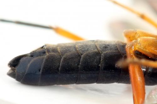 Réf. 293 031 : Ametastegia glabrata