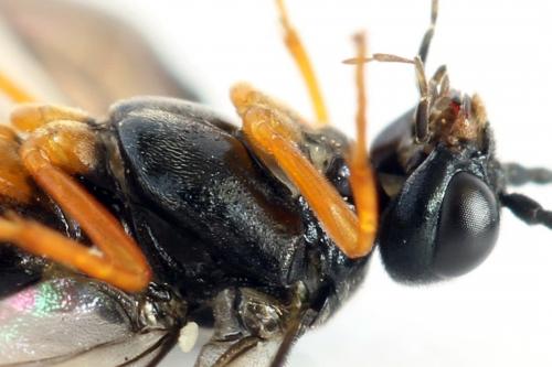 Ametastegia glabrata