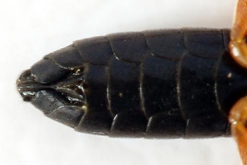 Ametastegia glabrata