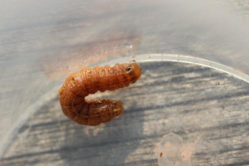 Réf. 293 458 : Apamea epomidion
